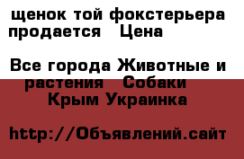 щенок той-фокстерьера продается › Цена ­ 25 000 - Все города Животные и растения » Собаки   . Крым,Украинка